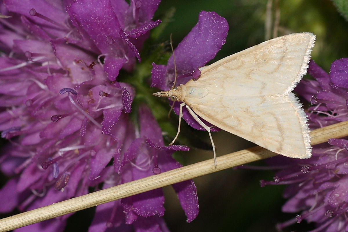 Da identificare : Udea lutealis