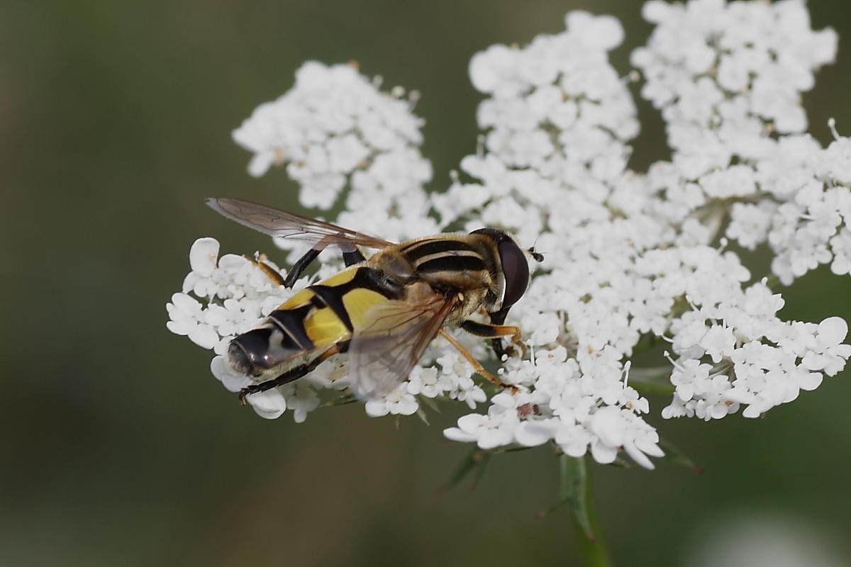 Helophilus trivittatus (Syrphidae)