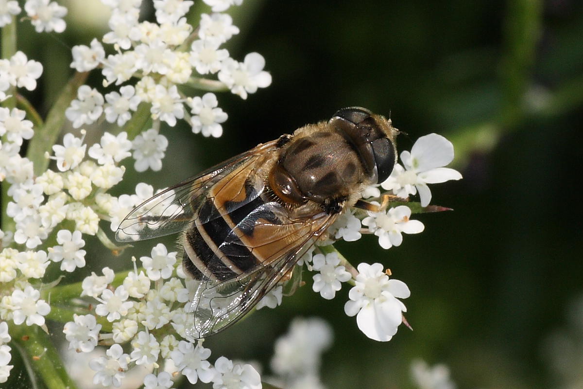 Eristalis arbustorum ?