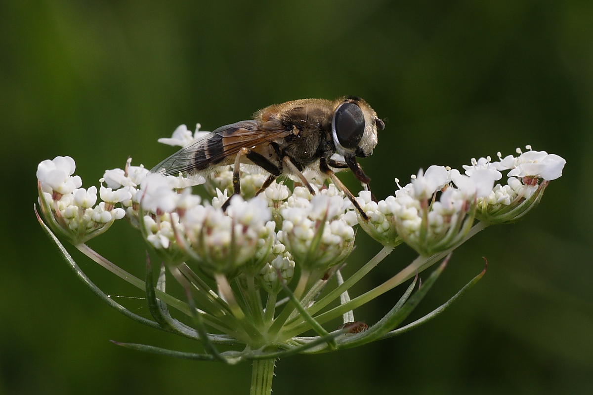 Eristalis arbustorum ?