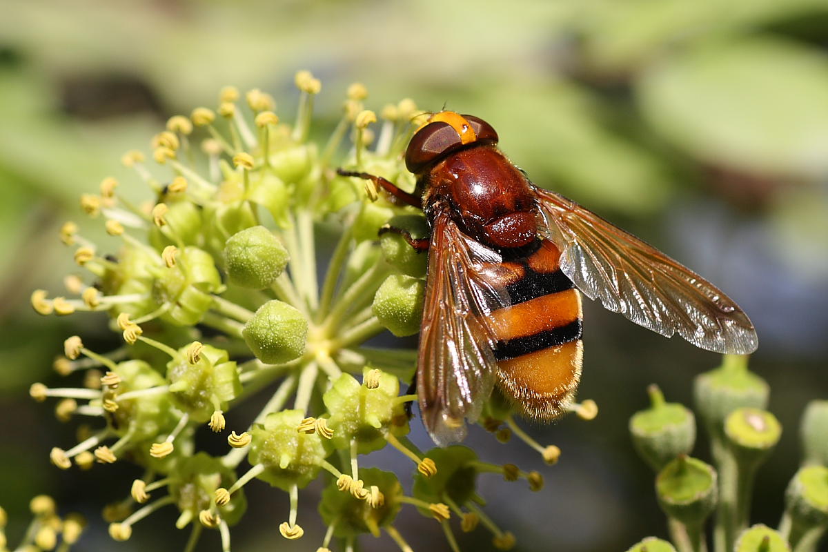 Volucella zonaria