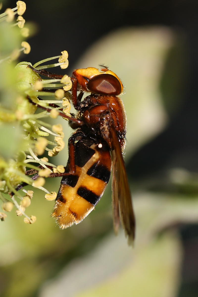 Volucella zonaria