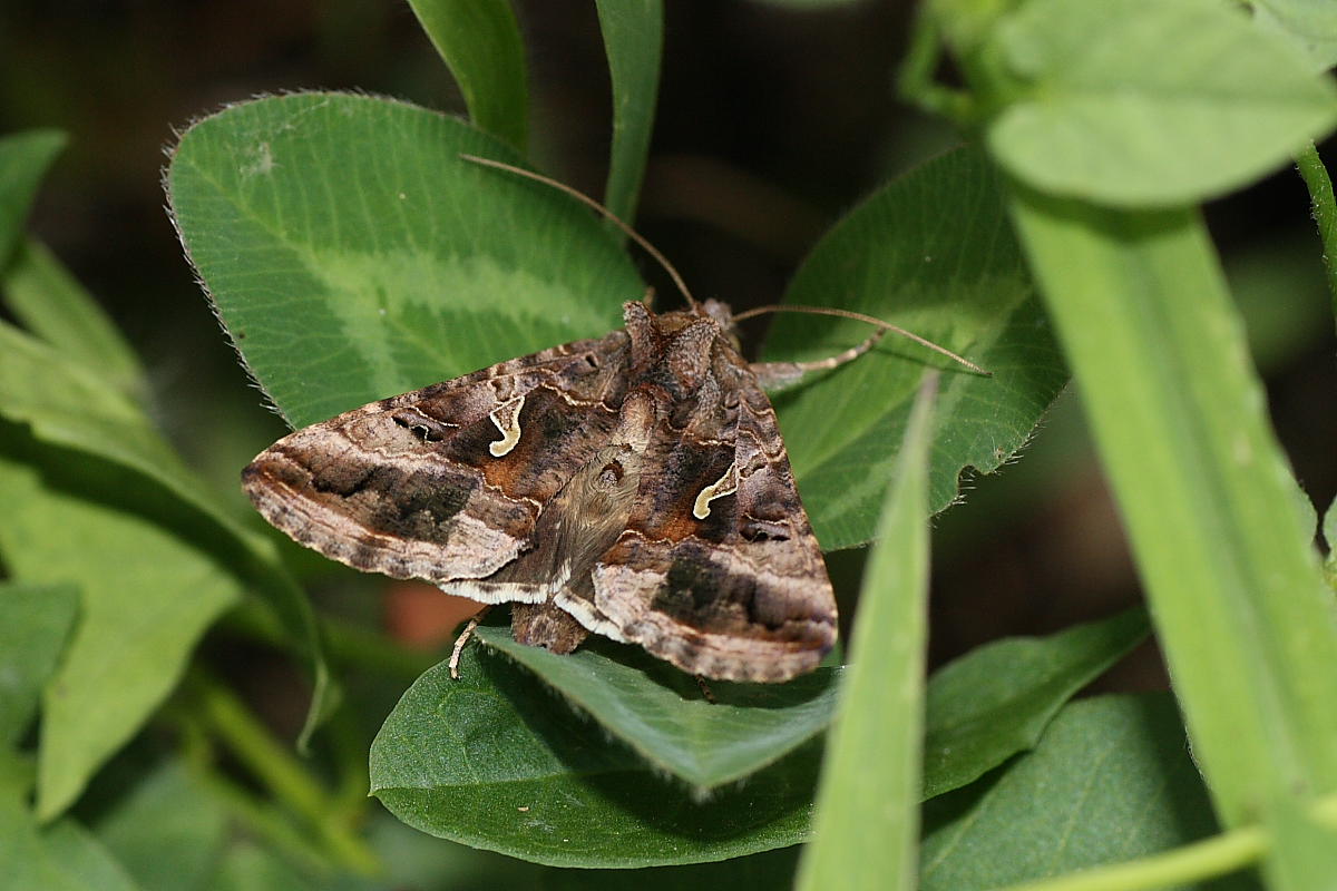 Autographa gamma ?