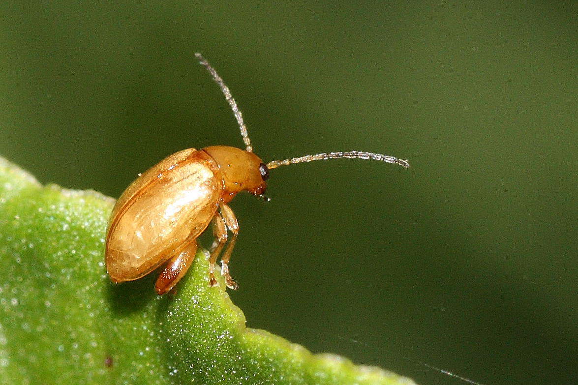 Micro Chrysomelidae: Longitarsus sp.?