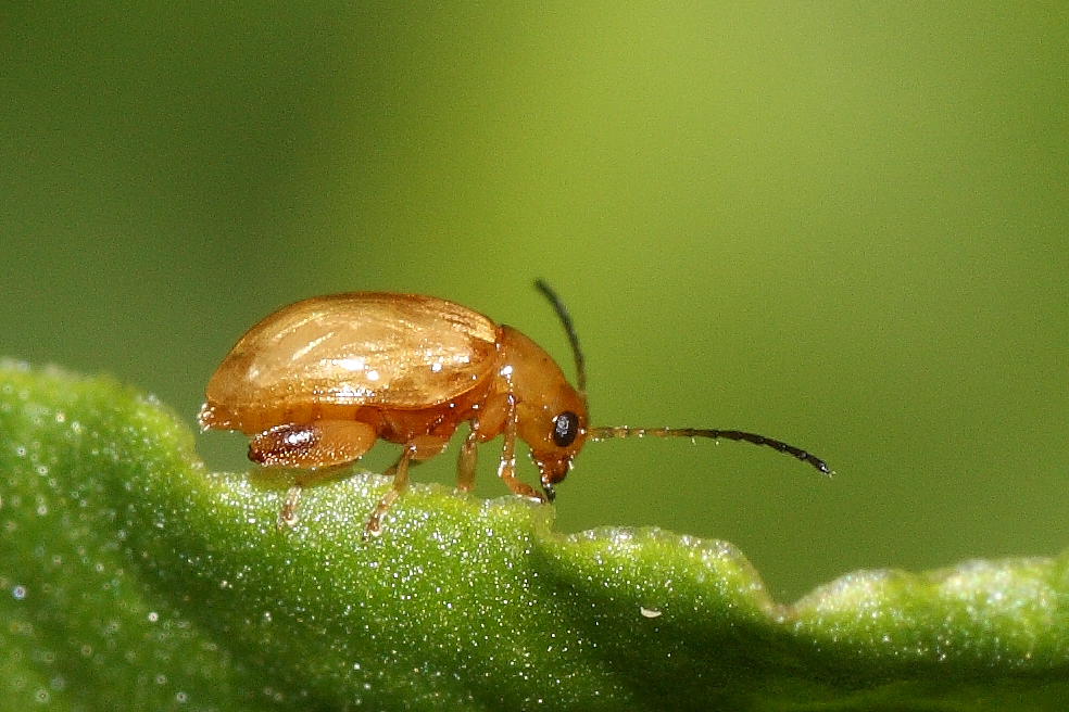 Micro Chrysomelidae: Longitarsus sp.?