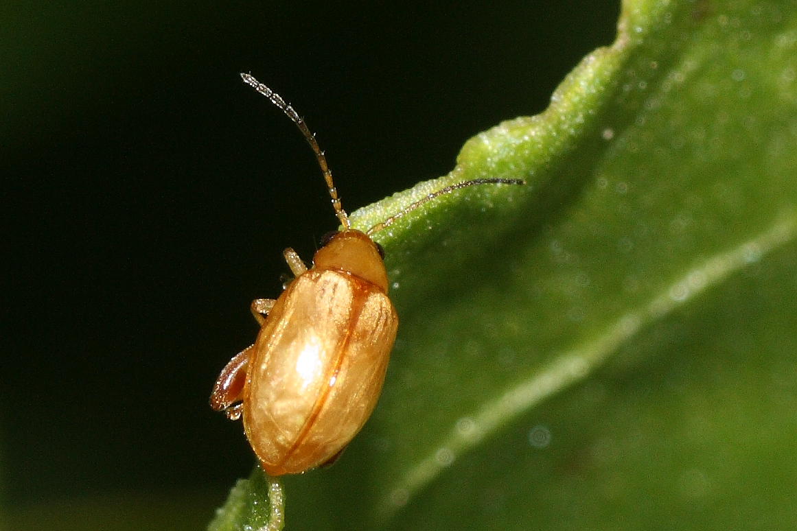 Micro Chrysomelidae: Longitarsus sp.?