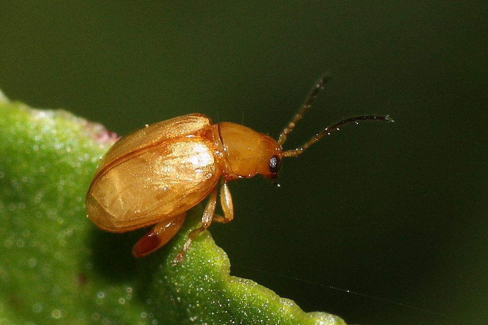 Micro Chrysomelidae: Longitarsus sp.?