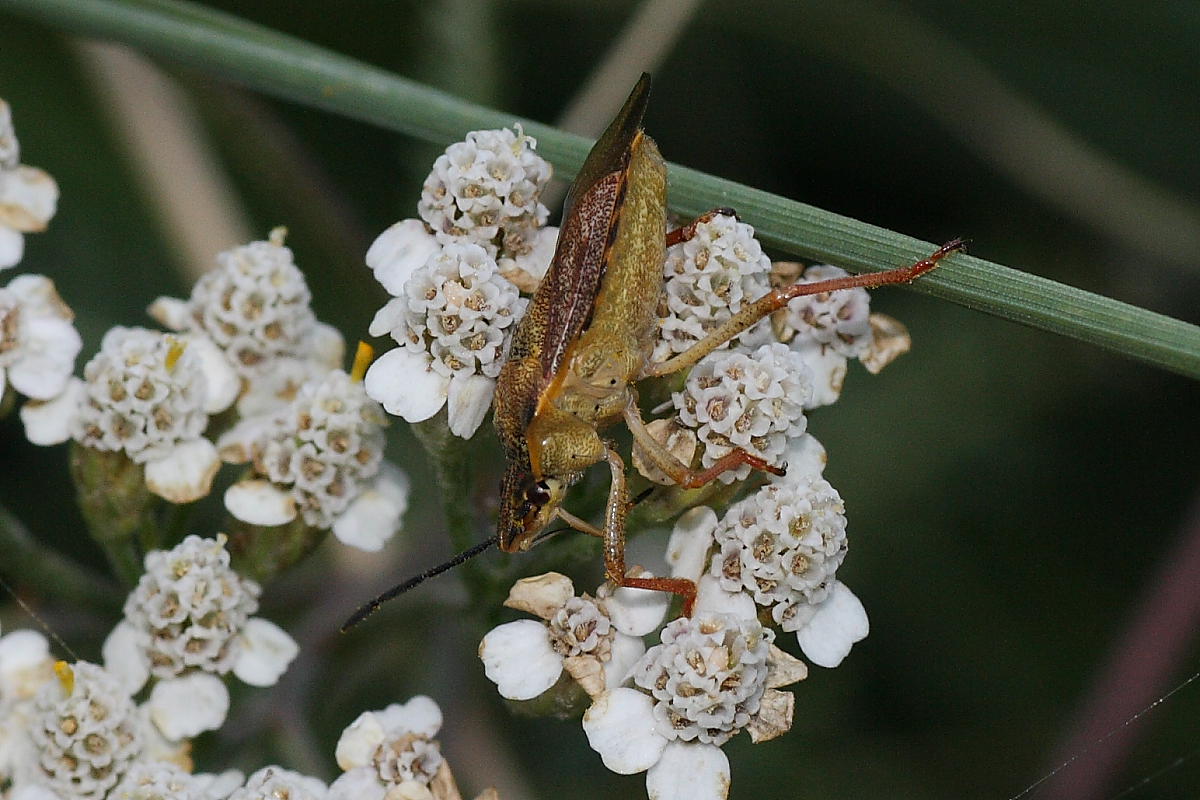 Carpocoris purpureipennis ?