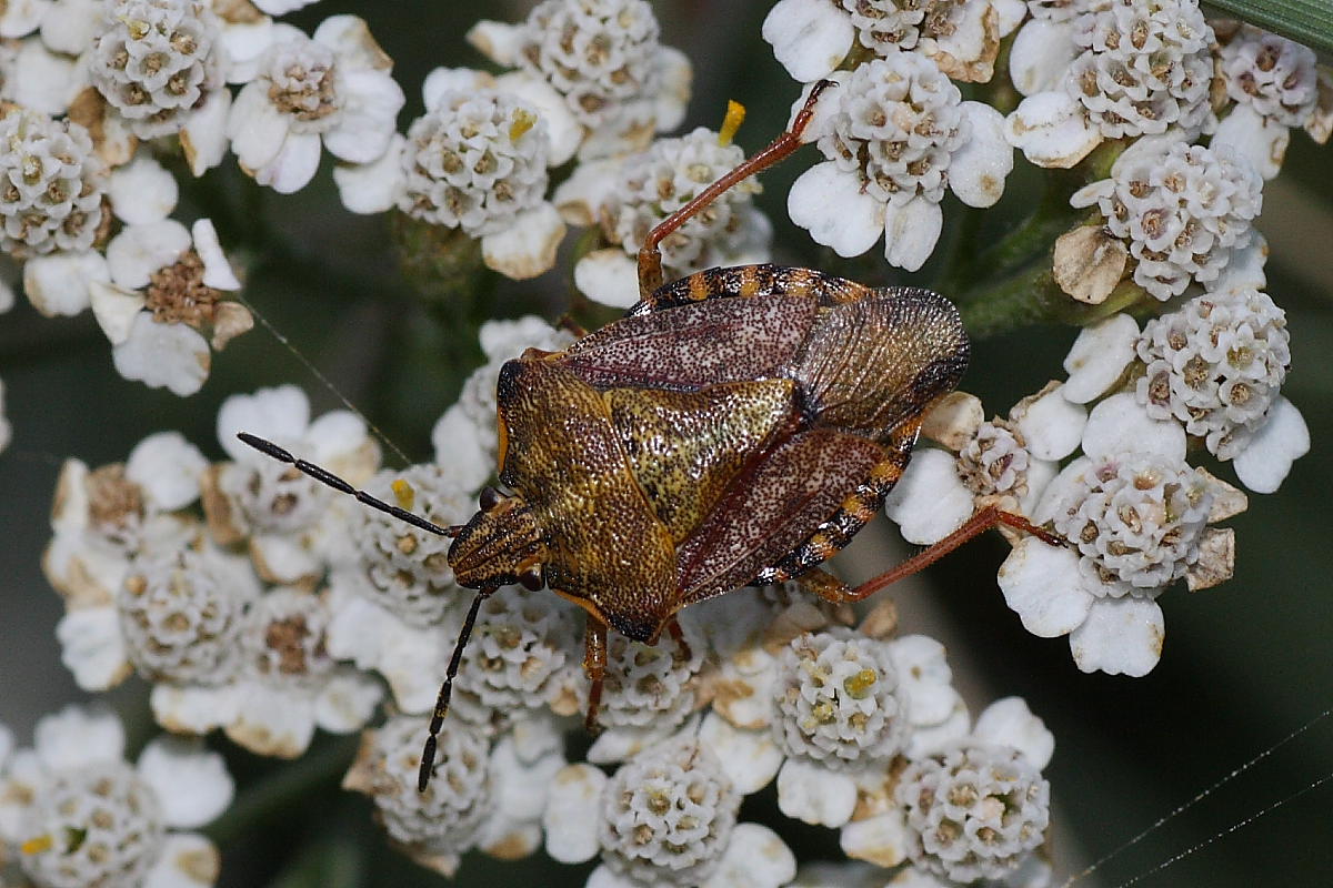 Carpocoris purpureipennis ?