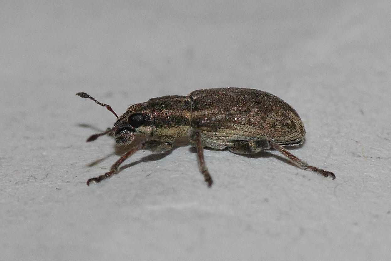 MicroCurculionidae: Sitona sp.