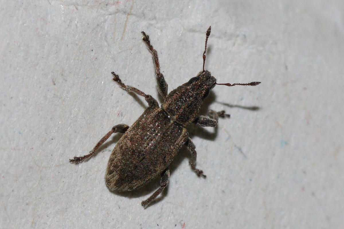 MicroCurculionidae: Sitona sp.