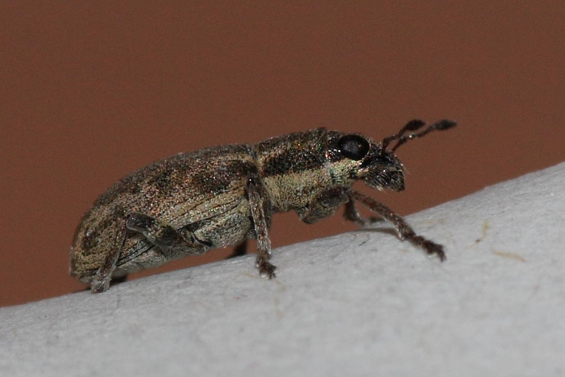 MicroCurculionidae: Sitona sp.