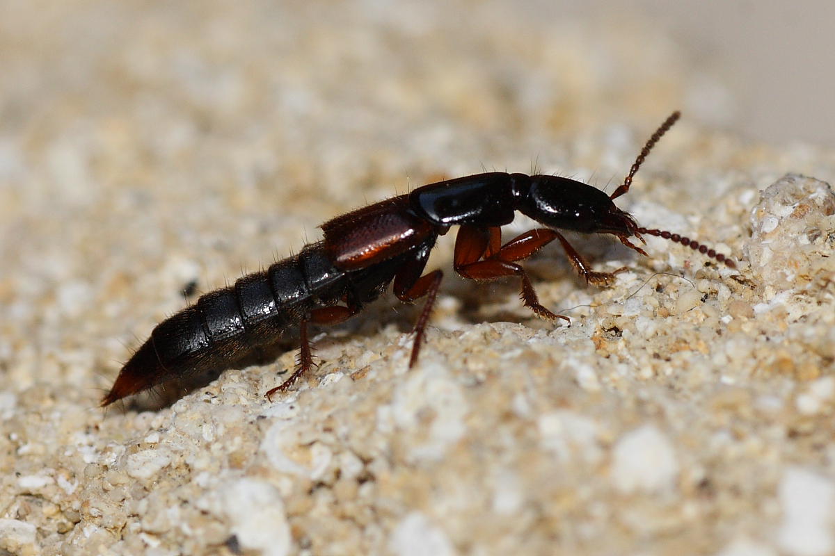 Staphylinidae da identificare: Othius punctulatus