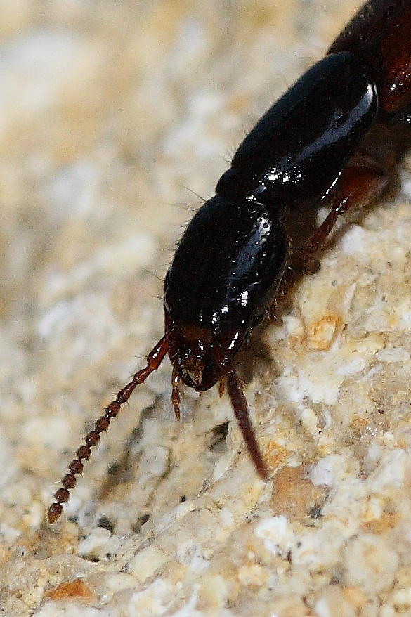 Staphylinidae da identificare: Othius punctulatus