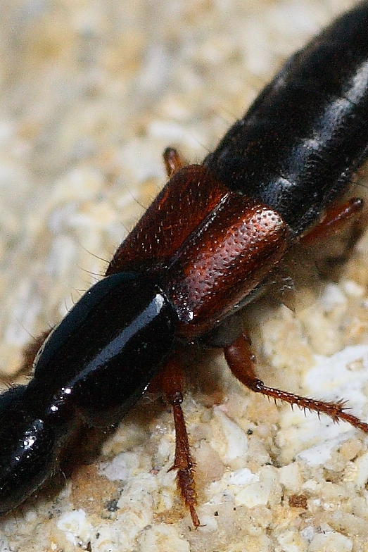 Staphylinidae da identificare: Othius punctulatus