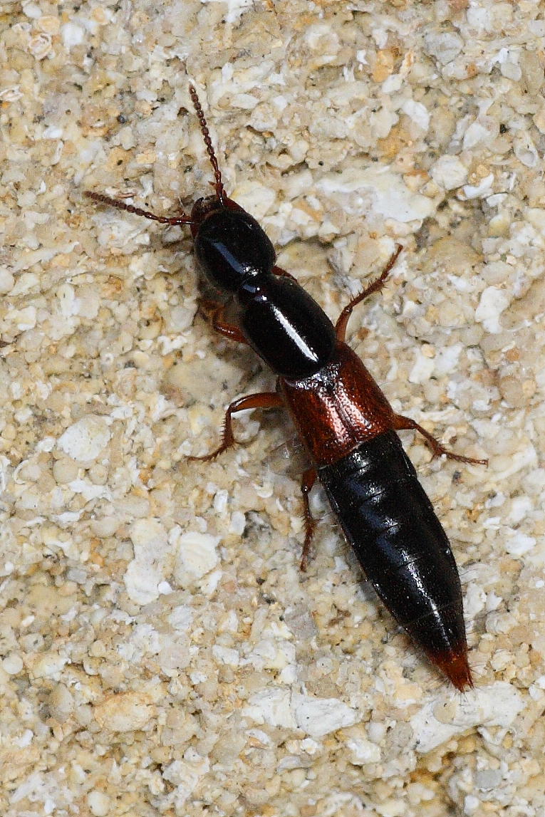 Staphylinidae da identificare: Othius punctulatus