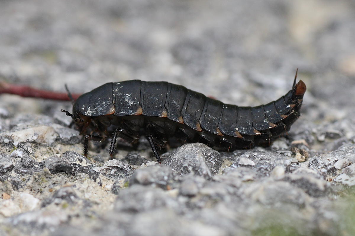 Larva? Di Staphylinidae? Silphidae: Silpha tristis