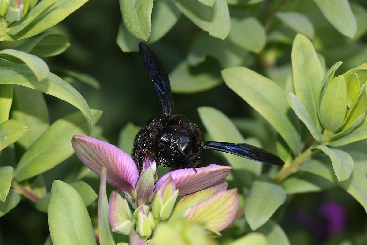 Femmina di Xylocopa violacea