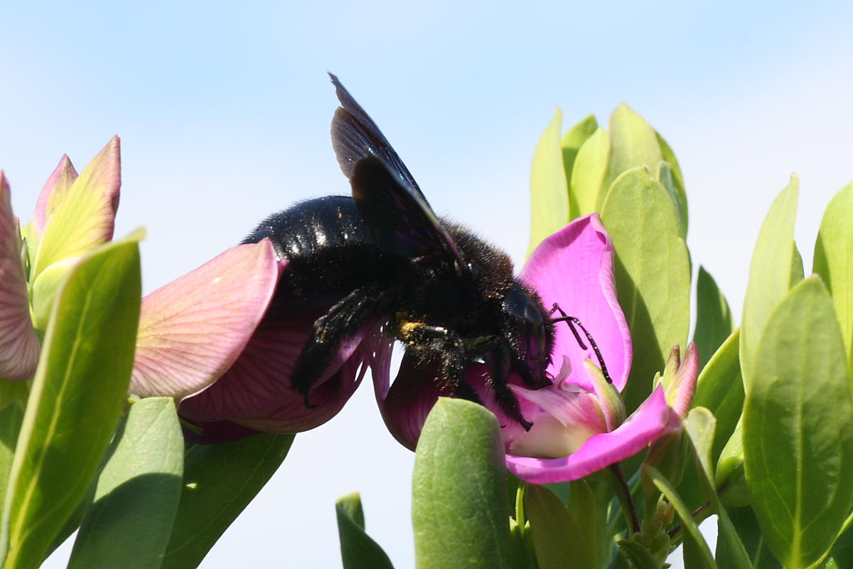 Apidae Xylocopinae: femmina di Xylocopa violacea