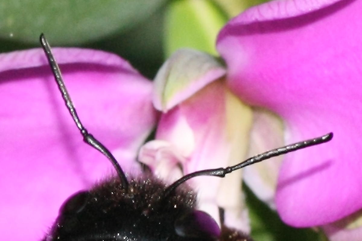 Apidae Xylocopinae: femmina di Xylocopa violacea