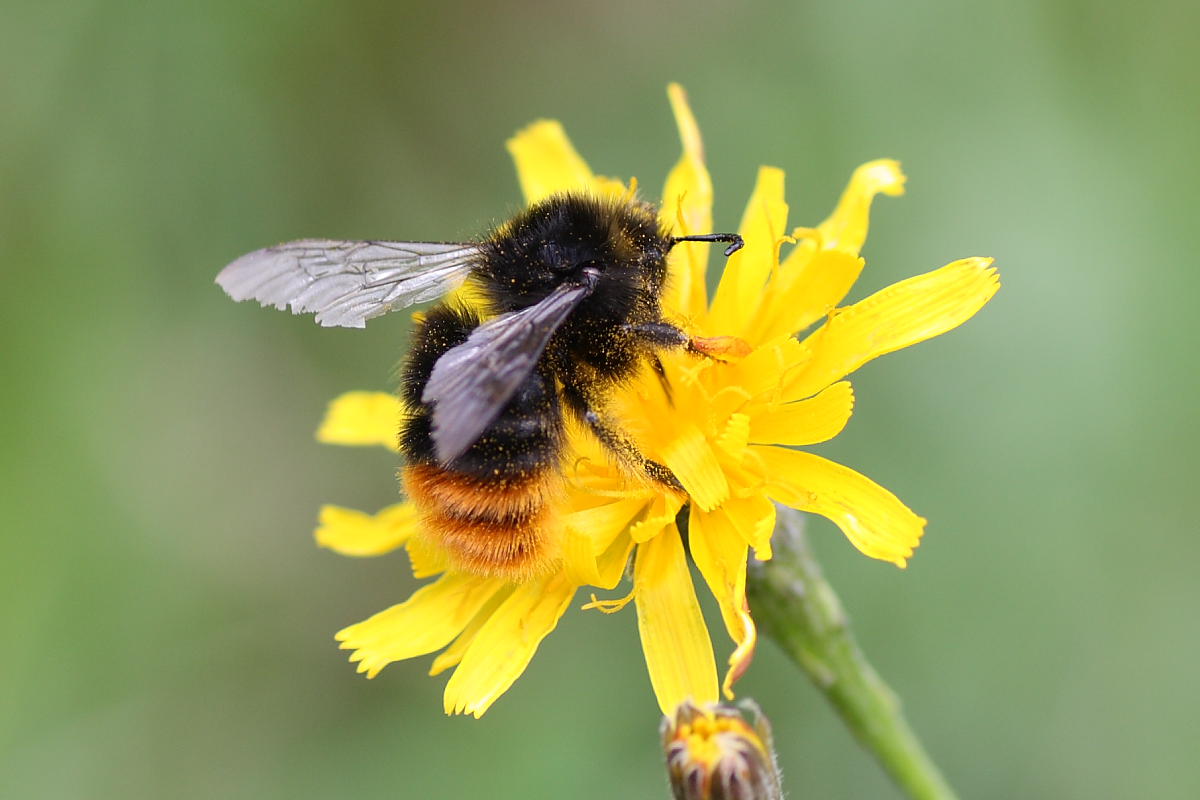 Bombus (Psithyrus) cfr rupestris