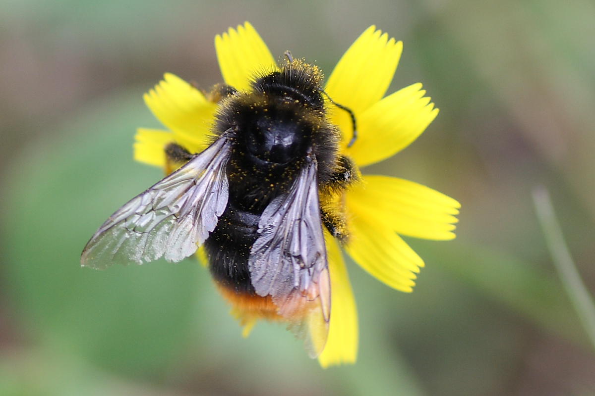 Bombus (Psithyrus) cfr rupestris