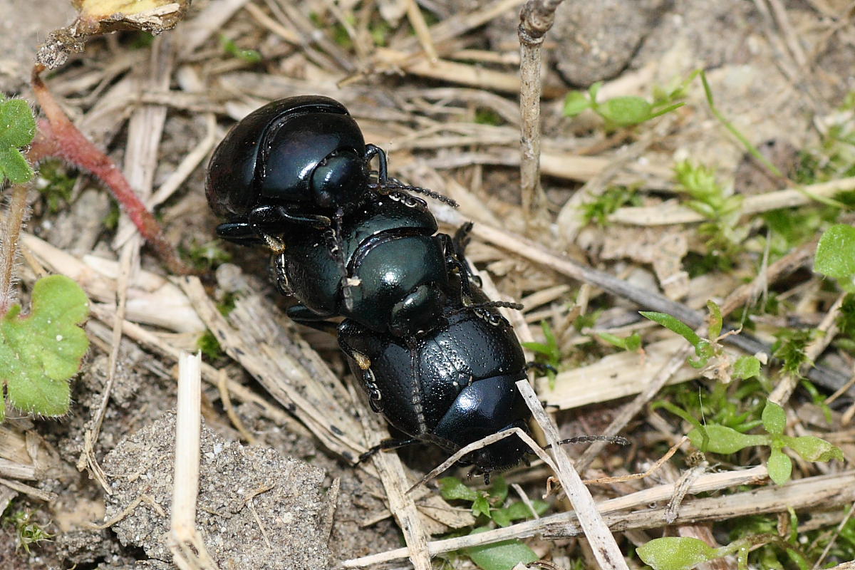 2 maschi e una femmina di Chrysolina haemoptera