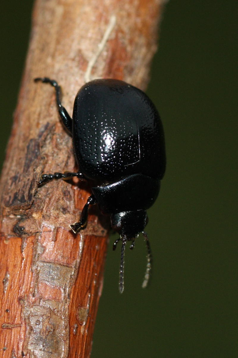 2 maschi e una femmina di Chrysolina haemoptera