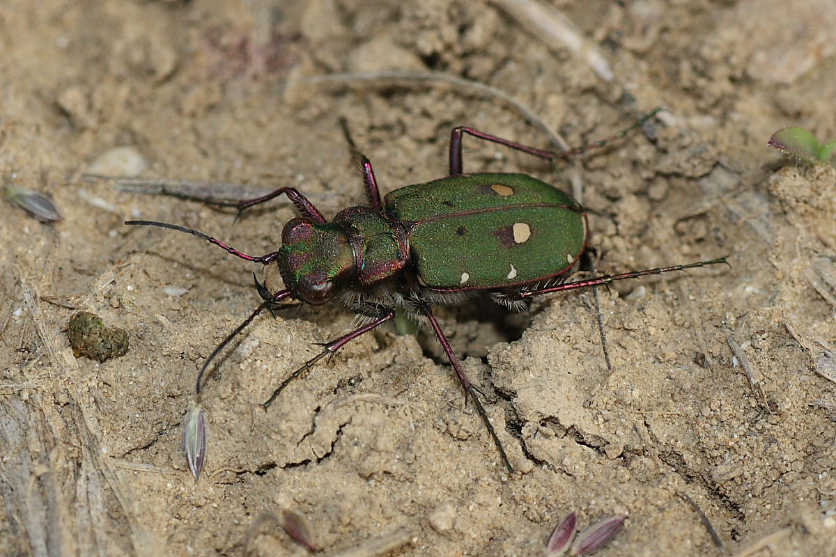 Cicindela campestris anconetana