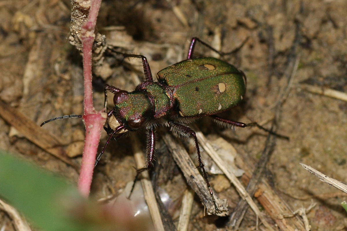 Cicindela campestris anconetana