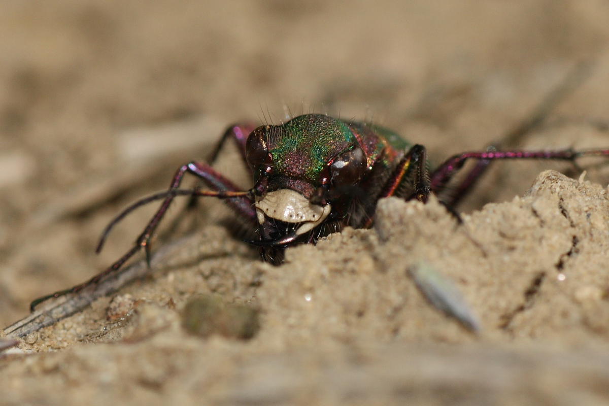 Cicindela campestris anconetana