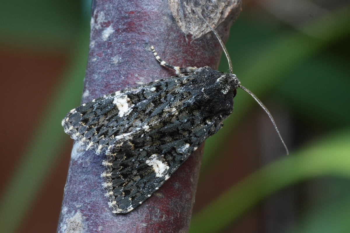 Da identificare : Polymixis serpentina