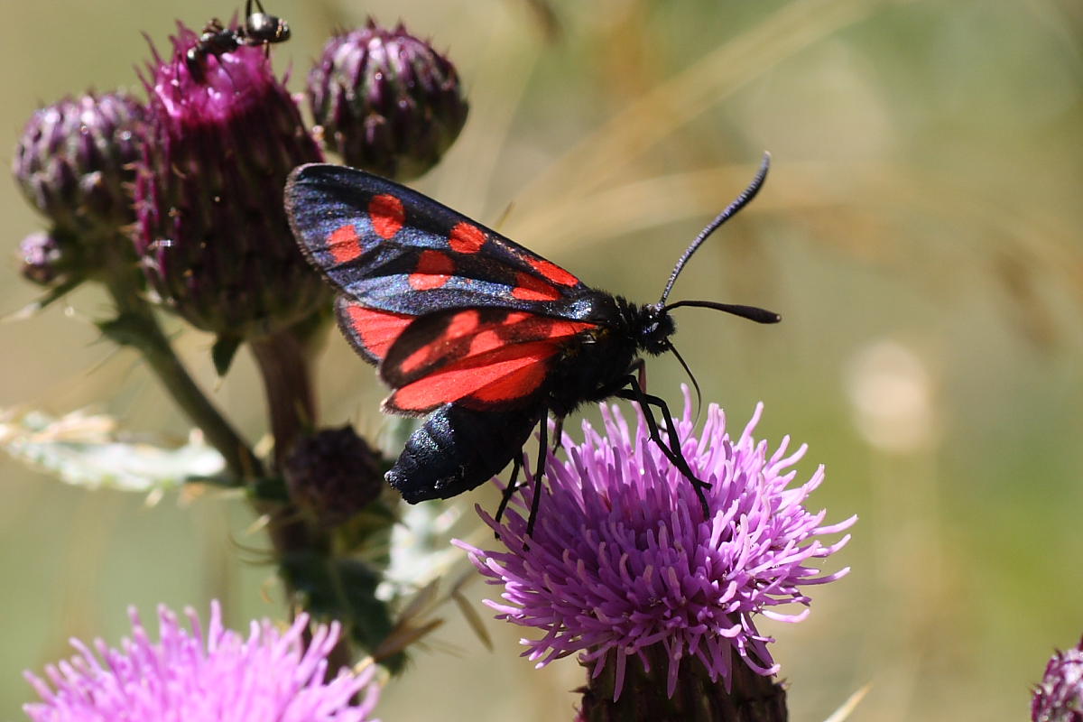 Zygaena filipendulae ?