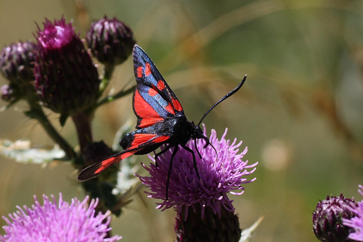 Zygaena filipendulae ?