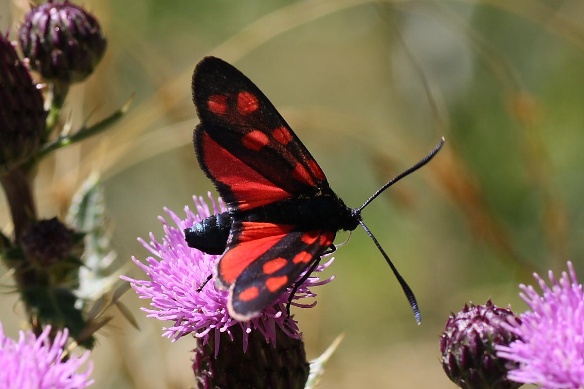 Zygaena filipendulae ?