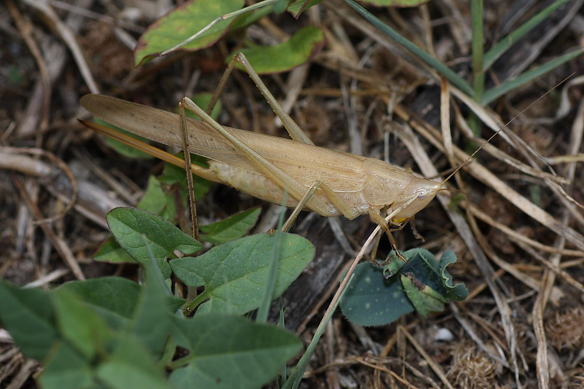 Ruspolia nitidula ?