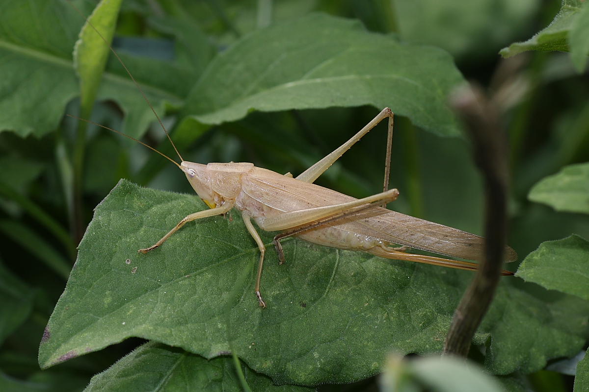 Ruspolia nitidula ?