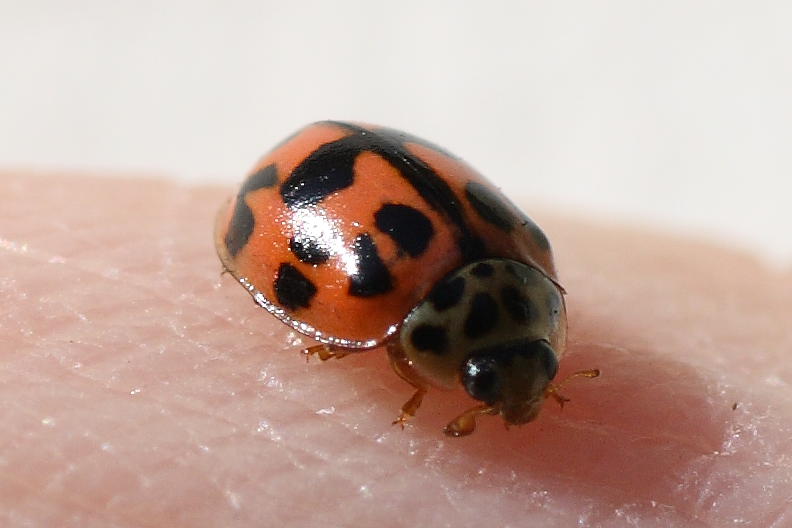 Oenopia conglobata e Harmonia axiridis