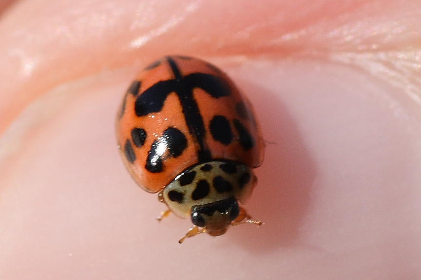 Oenopia conglobata e Harmonia axiridis