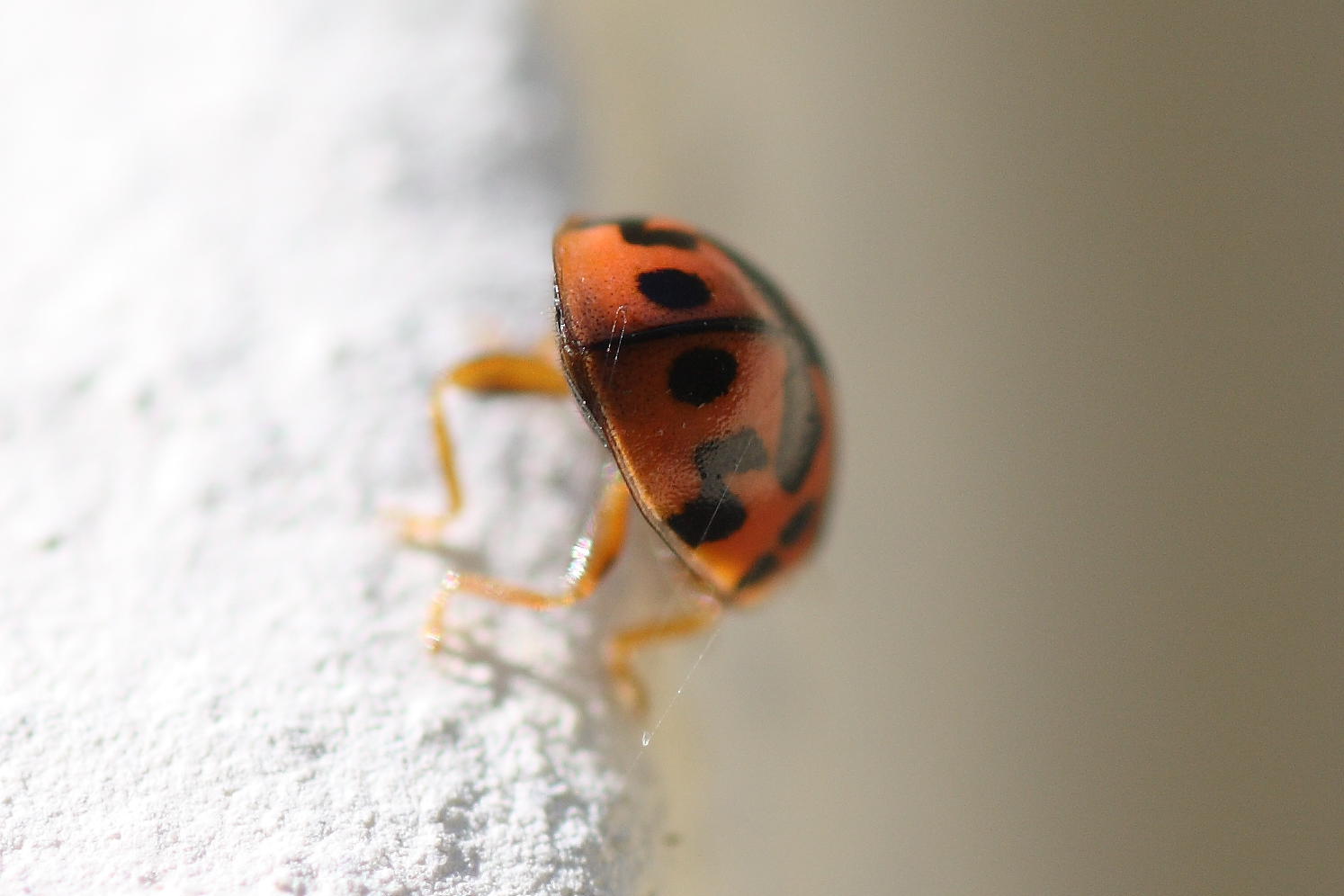 Oenopia conglobata e Harmonia axiridis