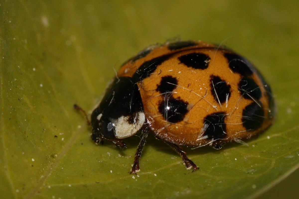 Oenopia conglobata e Harmonia axiridis