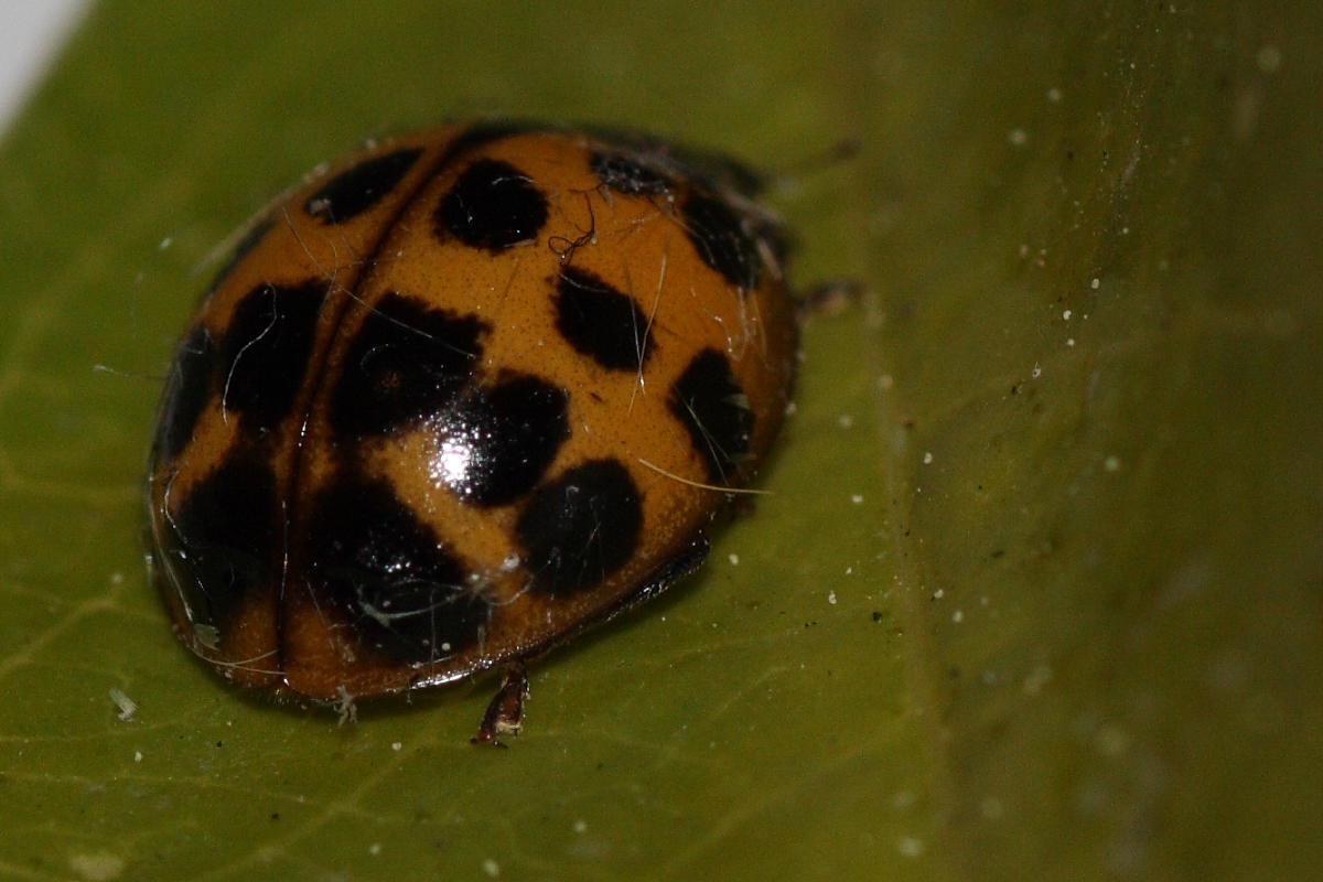 Oenopia conglobata e Harmonia axiridis