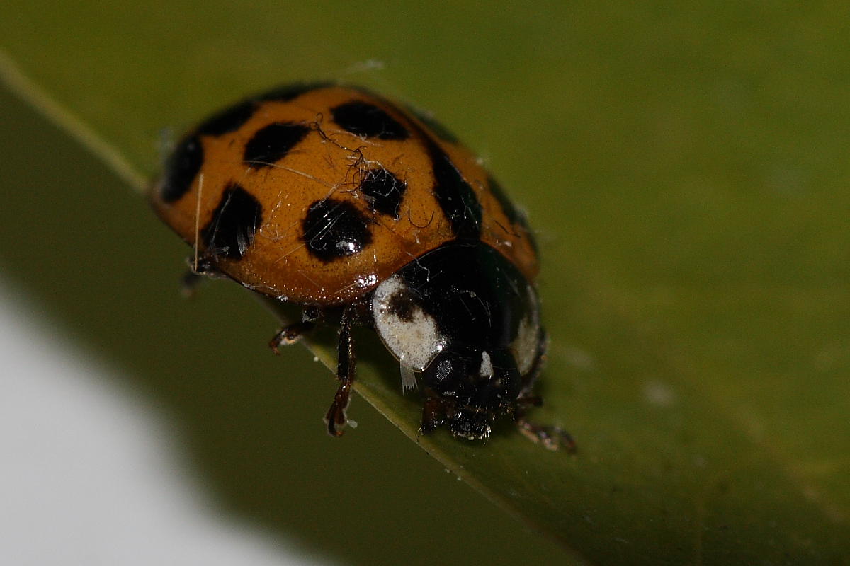 Oenopia conglobata e Harmonia axiridis