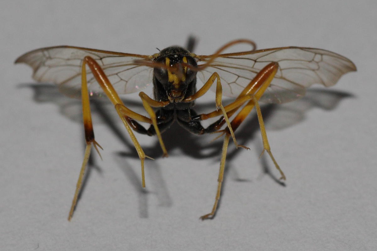 Acrorichnus (Ichneumonidae)