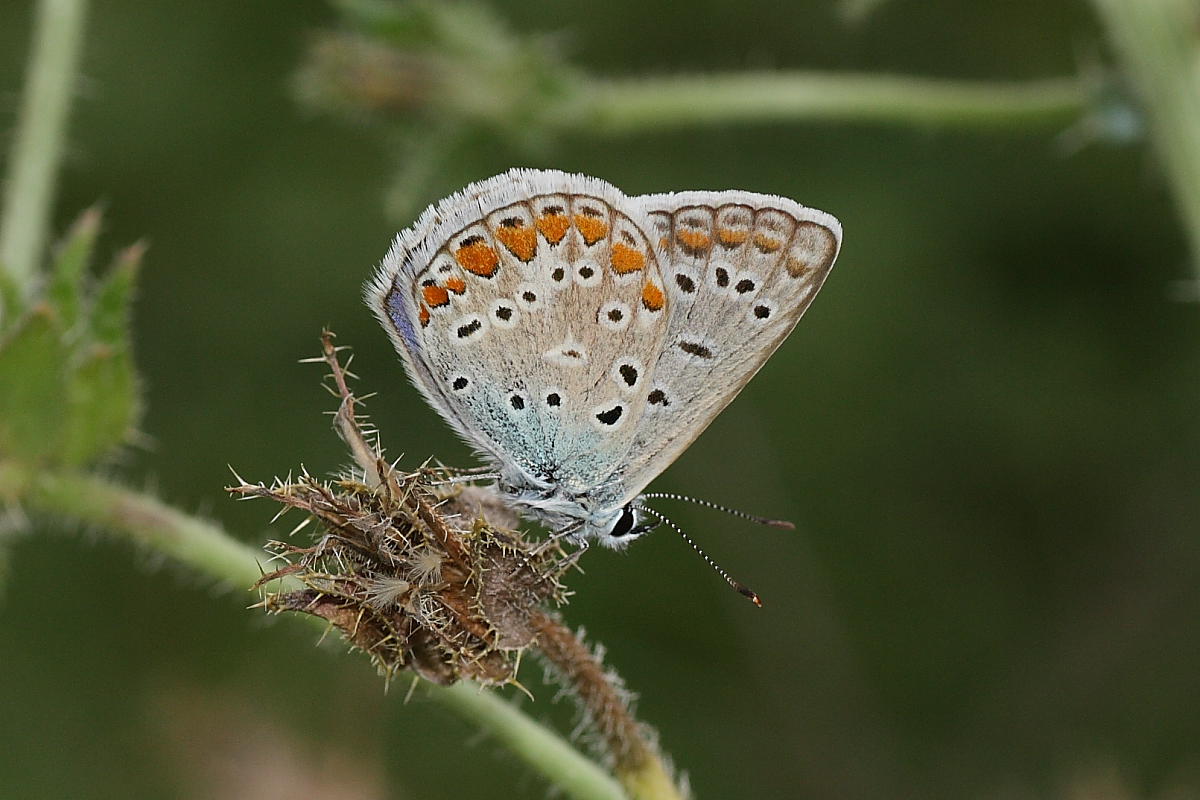 Polyommatus icarus ? - S