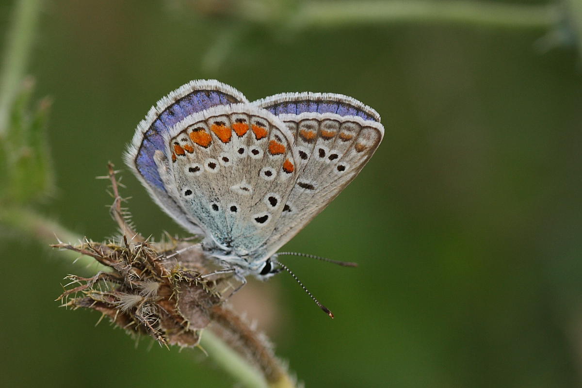 Polyommatus icarus ? - S