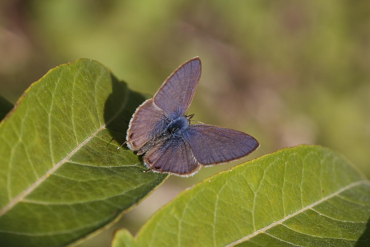 Leptotes pirithous? - S