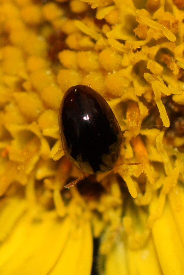 Leiodidae