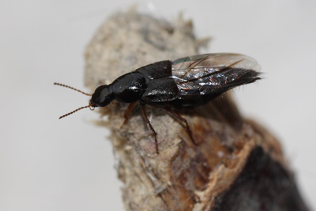 Quedius sp. (Stafilinide)