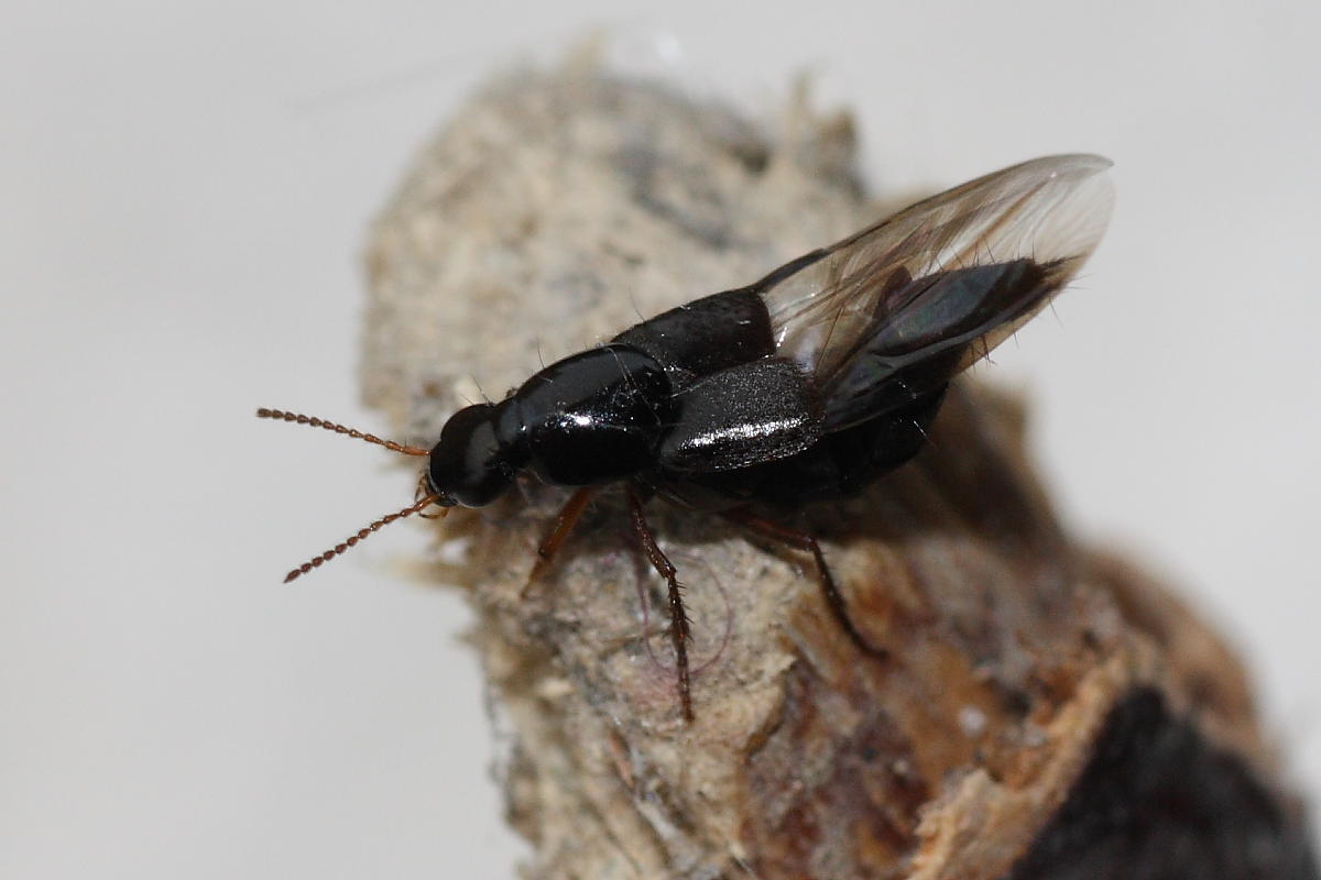 Quedius sp. (Stafilinide)